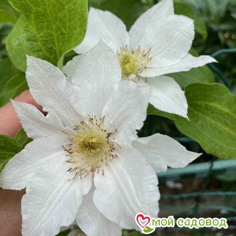 Клематис Аполлония ЗКС