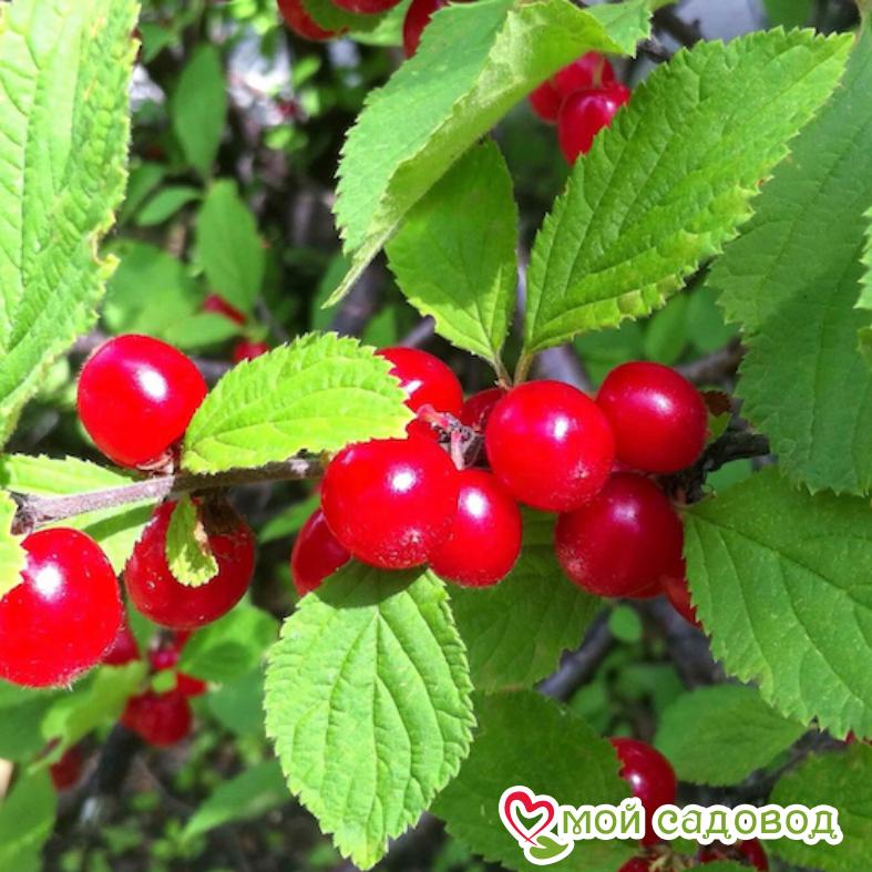 Вишня войлочная