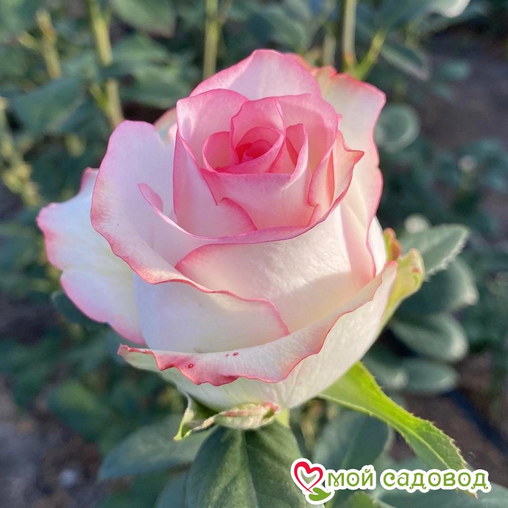 Роза чайно-гибридная Дольче Вита