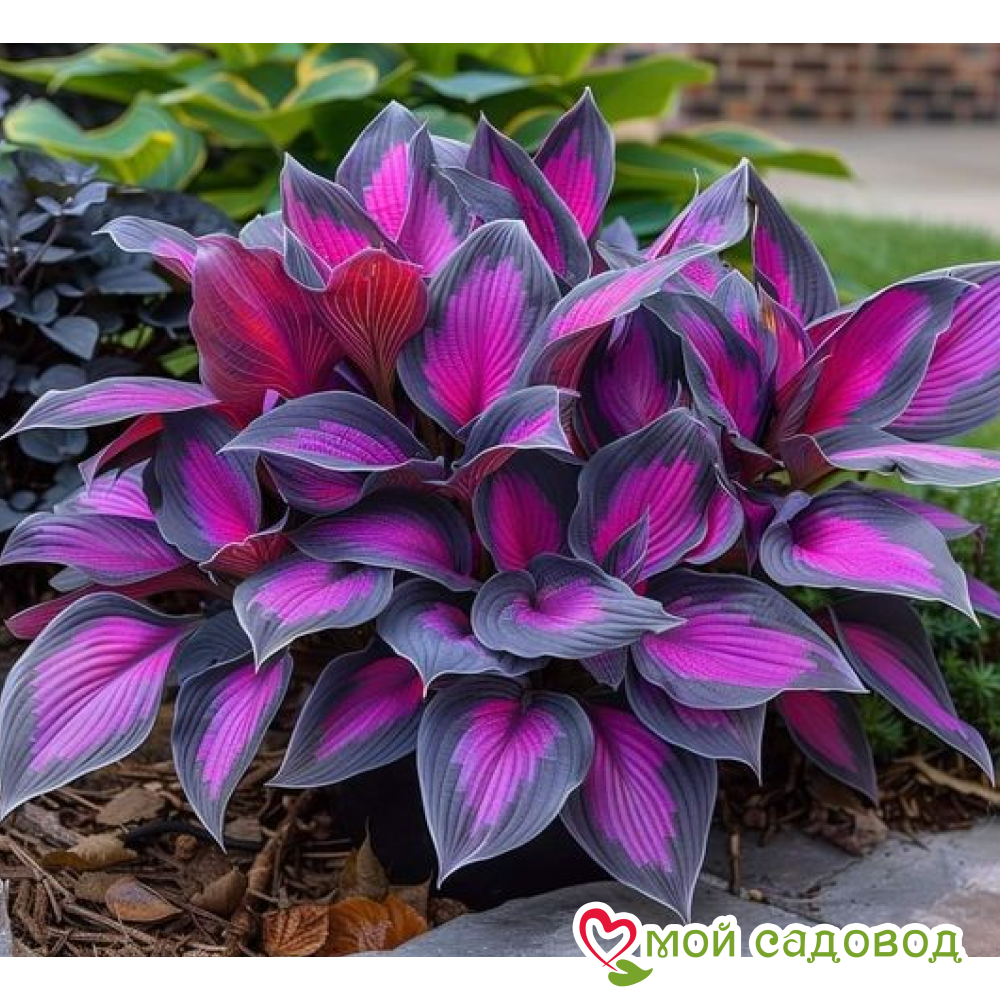 Хоста Сикрет Гарденс