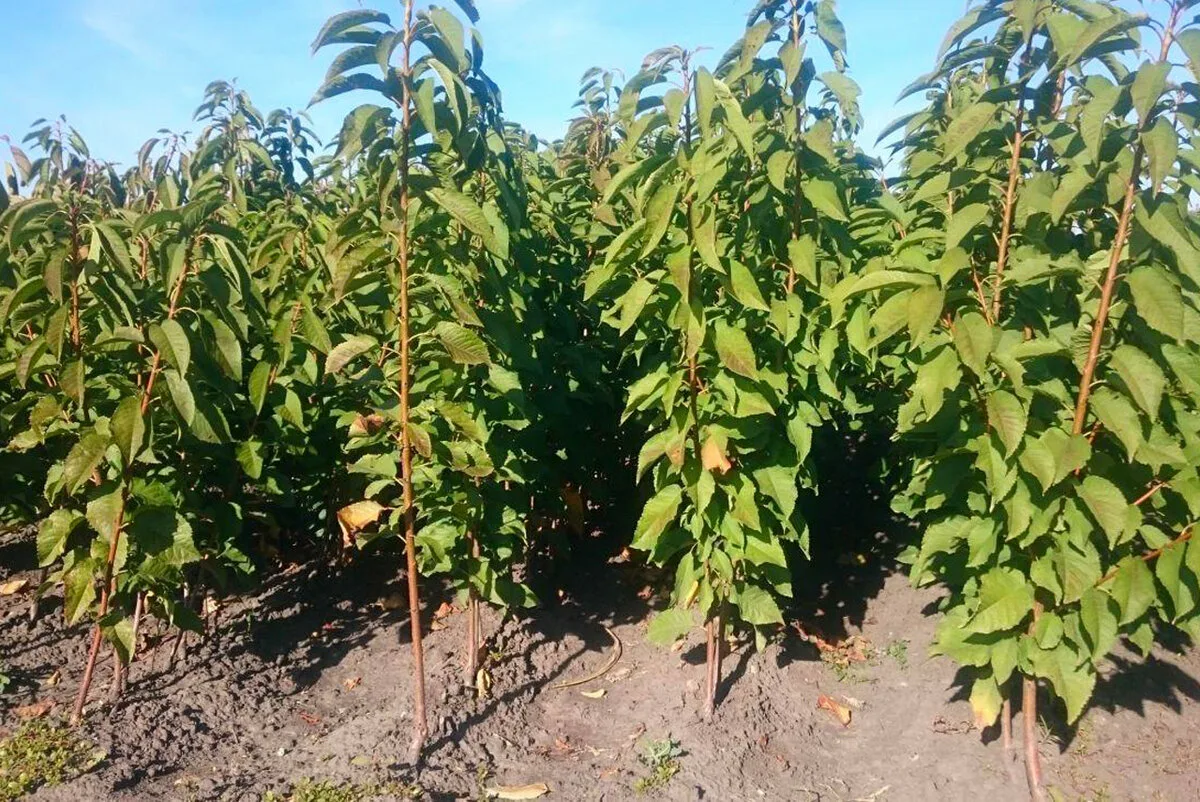 Черешня Брянская Желтая